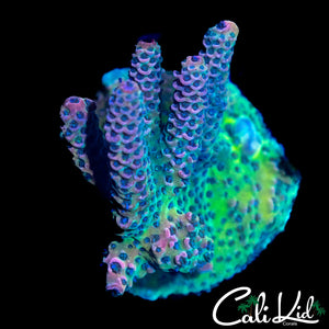 RAINBOW MILLI CHUNK