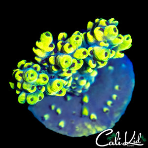 CHUNKY BUMBLEBEE ACRO