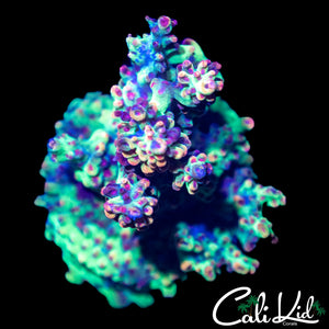 CK SHORTCAKE CHUNK