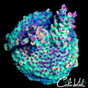 CK SHORTCAKE CHUNK