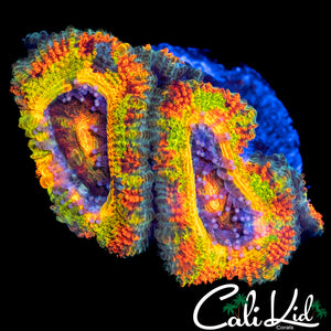INSANE RAINBOW ACAN DOUBLE