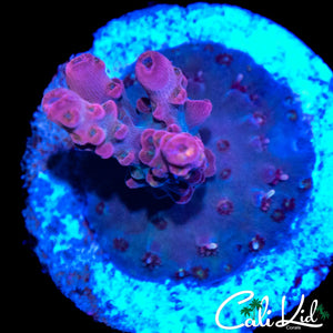 PURPLE POLYP ULTRA ACRO