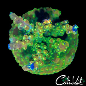 SOUR APPLEACRO CHUNK