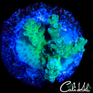 MYSTERY ACRO