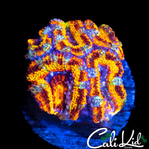 TIGER PAINT ACAN MINI COLONY