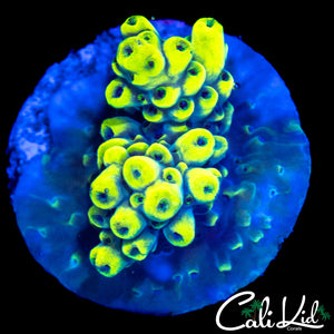 BUMBLE BEE ACRO