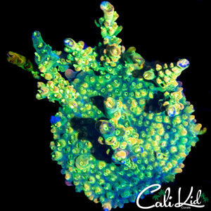LARGE RAINBOW ACRO