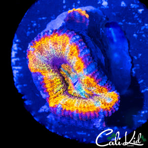GOLDEN JEWEL ACAN W/ BABY