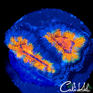 ULTRA STRIPE ACAN DOUBLE