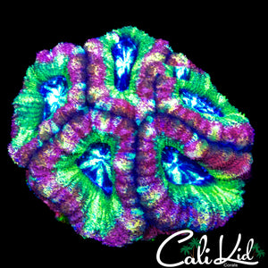 RARE RAINBOW ASIAN ACAN MINI COLONY