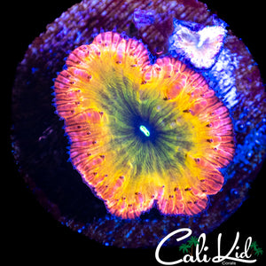 LARGE INDO RAINBOW BLASTO