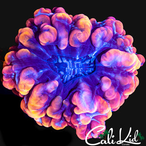 RAINBOW RIM INDOPHYLLIA