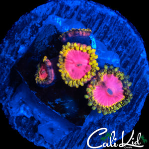 RRC PINK DIAMOND QUAD