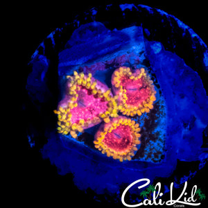 RRC PINK DIAMOND TRIPLE