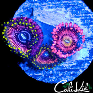WWC BLACK ORCHID DOUBLE & ASSORTED ZOA