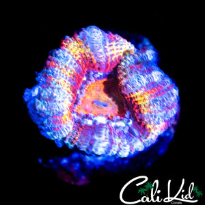 PASTEL RAINBOW ACAN