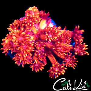 TEQUILA SUNRISE GONI