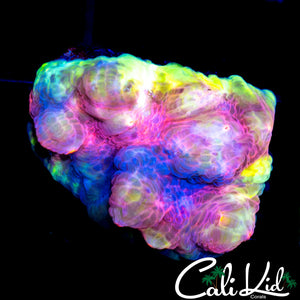 CK FRANKENBERRY CHALICE