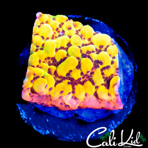 CK BUBONIC CHUNK