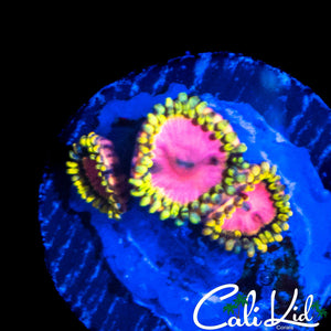 RRC PINK DIAMOND TRIPLE