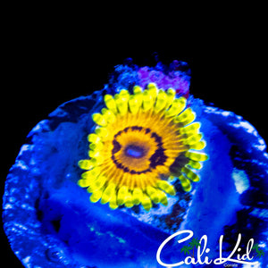 CK CAPT JAX'S ZOA