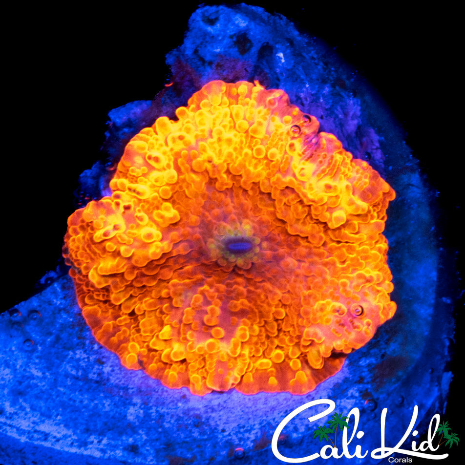 BEAUTIFUL JAWBREAKER MUSHROOM