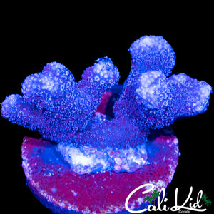 STYLOPHORA FRAG