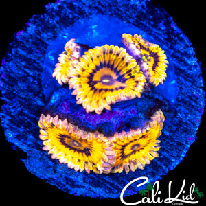 STRATOCASTER MINI COLONY