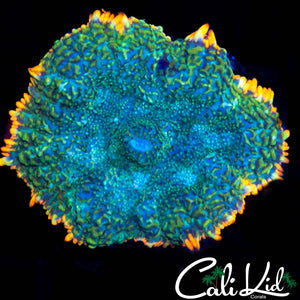 LARGE RAINBOW RIM RHODACTIS