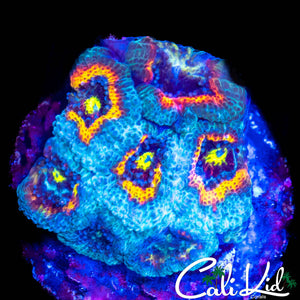 CK FRUIT LOOPS MICRO