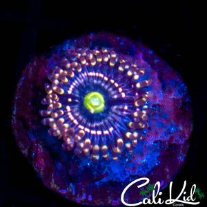 INTERSTELLAR ZOA