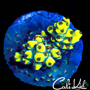 BUMBLE BEE ACRO