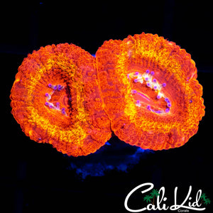 FLAMETHROWER ACAN DOUBLE