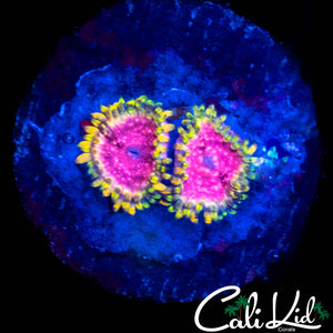 STRAWBERRY WINE DOUBLE