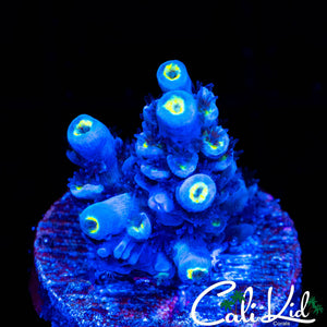 ULTRA TENIUS FRAG