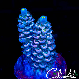 RAINBOW TENIUS FRAG
