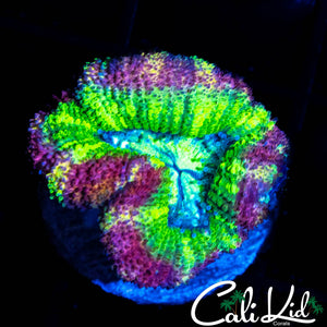 BIG HEAD RAINBOW ASIAN ACAN