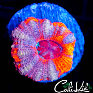 RARE ASIAN ACAN