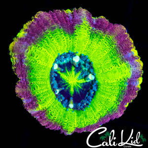 BIG HEAD RAINBOW ASIAN ACAN