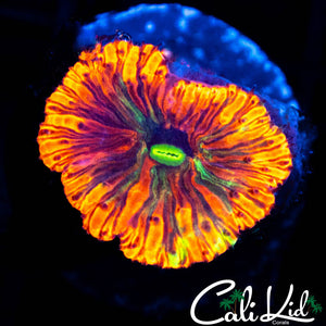 INDO RAINBOW BLASTO