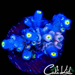 RAINBOW TENIUS CHUNK