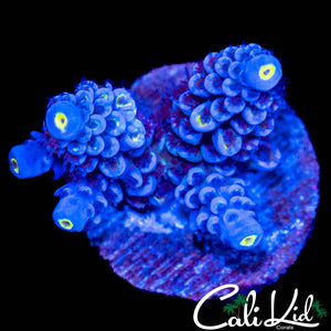 RAINBOW TENIUS CHUNK