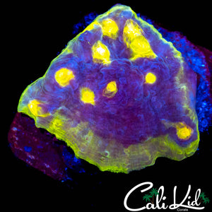 MYSTERY CHALICE CHUNK