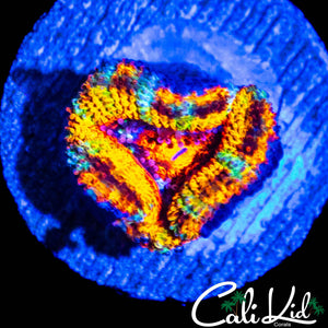 CK BOMBASTIC ACAN