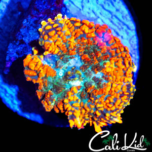 RAINBOW RHODACTIS MOPRH