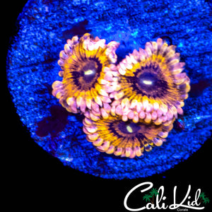 CK TIGER LILY TRIPLE