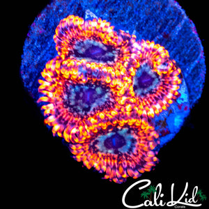 UTTER PEACE ZOA QUAD