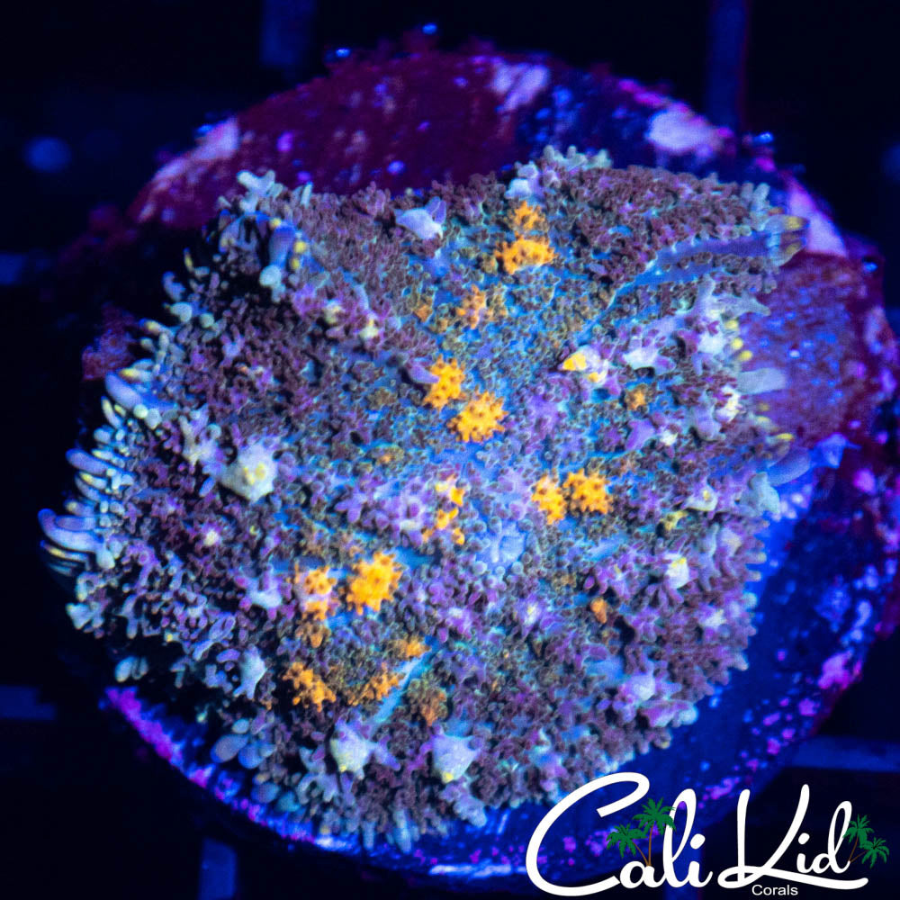 MYSTERY RHODACTIS