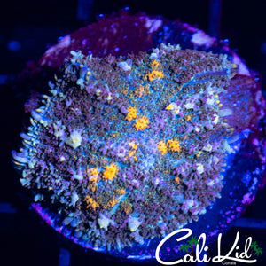 MYSTERY RHODACTIS
