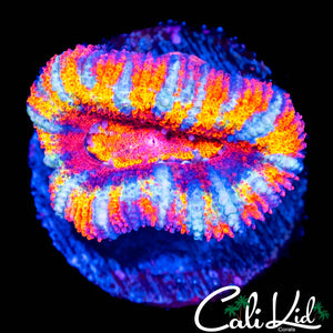WHITE STRIPE RAINBOW ACAN LORD